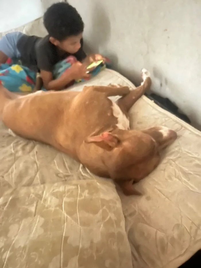 Cachorro raça Pit-Bull idade 3 anos nome Santinho