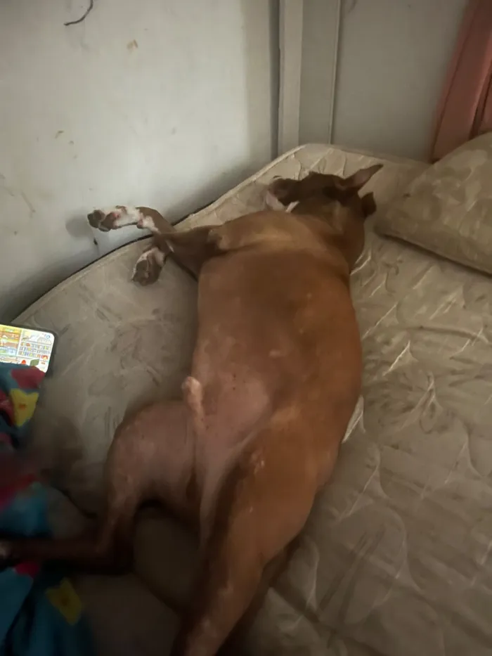 Cachorro raça Pit-Bull idade 3 anos nome Santinho