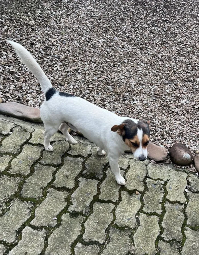 Cachorro raça SRD-ViraLata idade 5 anos nome Tom