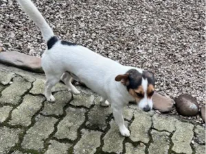 Cachorro raça SRD-ViraLata idade 5 anos nome Tom