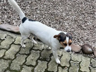 Cachorro raça SRD-ViraLata idade 5 anos nome Tom