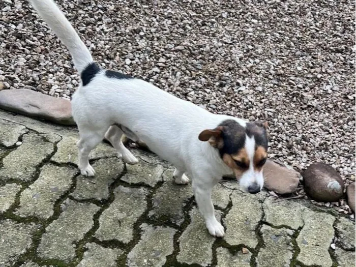 Cachorro raça SRD-ViraLata idade 5 anos nome Tom