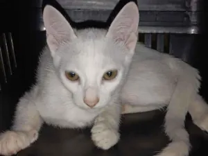 Gato raça SRD-ViraLata idade 2 a 6 meses nome Miw