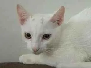 Gato raça SRD-ViraLata idade 1 ano nome Maw