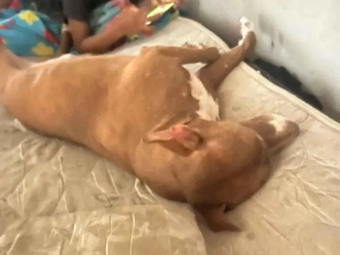 Cachorro raça Pit-Bull idade 3 anos nome Santinho