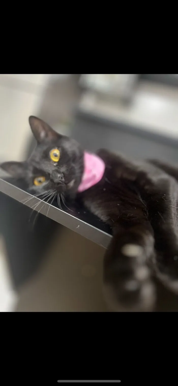 Gato raça SRD-ViraLata idade 3 anos nome Vick 