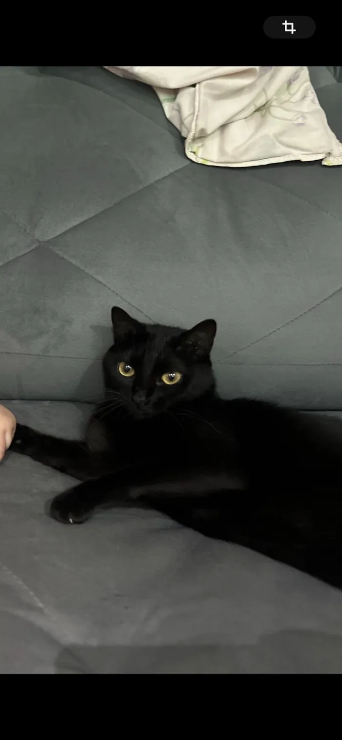 Gato raça SRD-ViraLata idade 3 anos nome Vick 