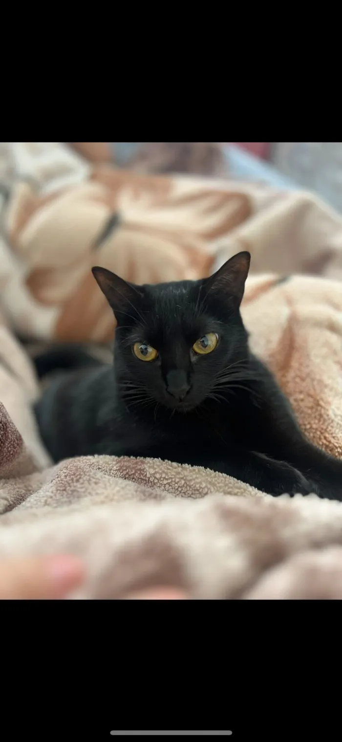 Gato raça SRD-ViraLata idade 3 anos nome Vick 