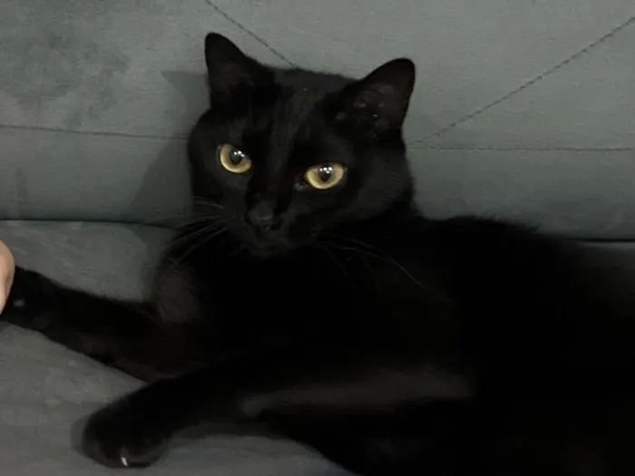 Gato raça SRD-ViraLata idade 3 anos nome Vick 