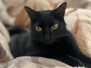 Gato raça SRD-ViraLata idade 3 anos nome Vick 