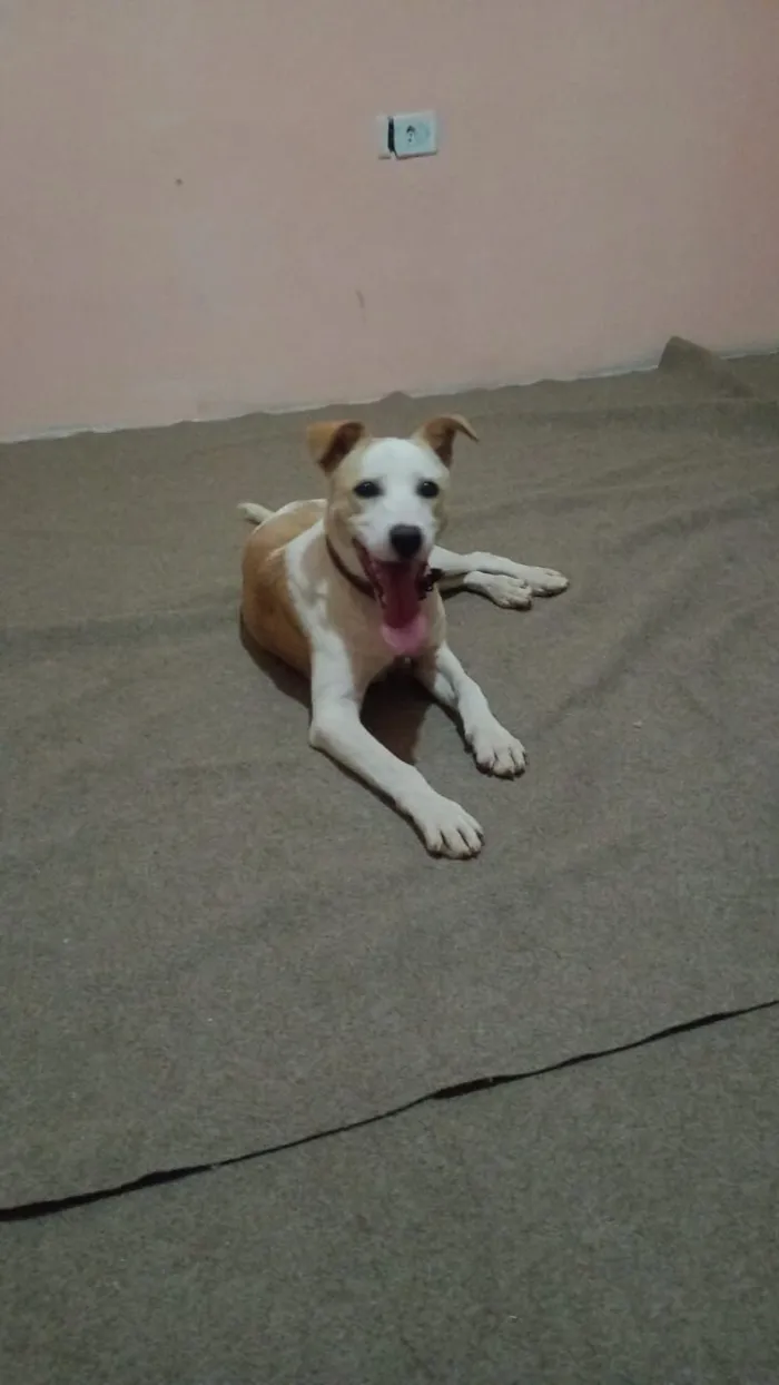 Cachorro raça SRD-ViraLata idade 7 a 11 meses nome Max 