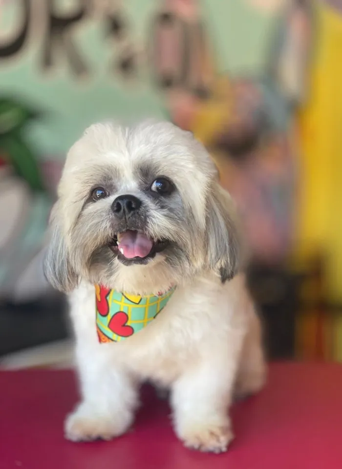 Cachorro raça Shitzu idade 1 ano nome boby
