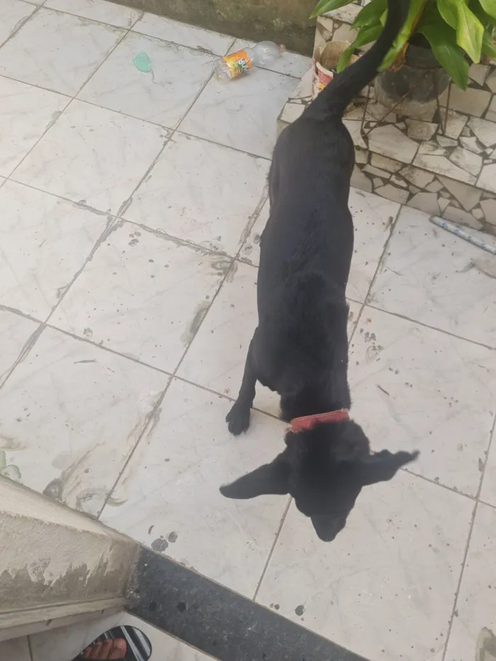 Cachorro raça SRD-ViraLata idade 1 ano nome bradock 