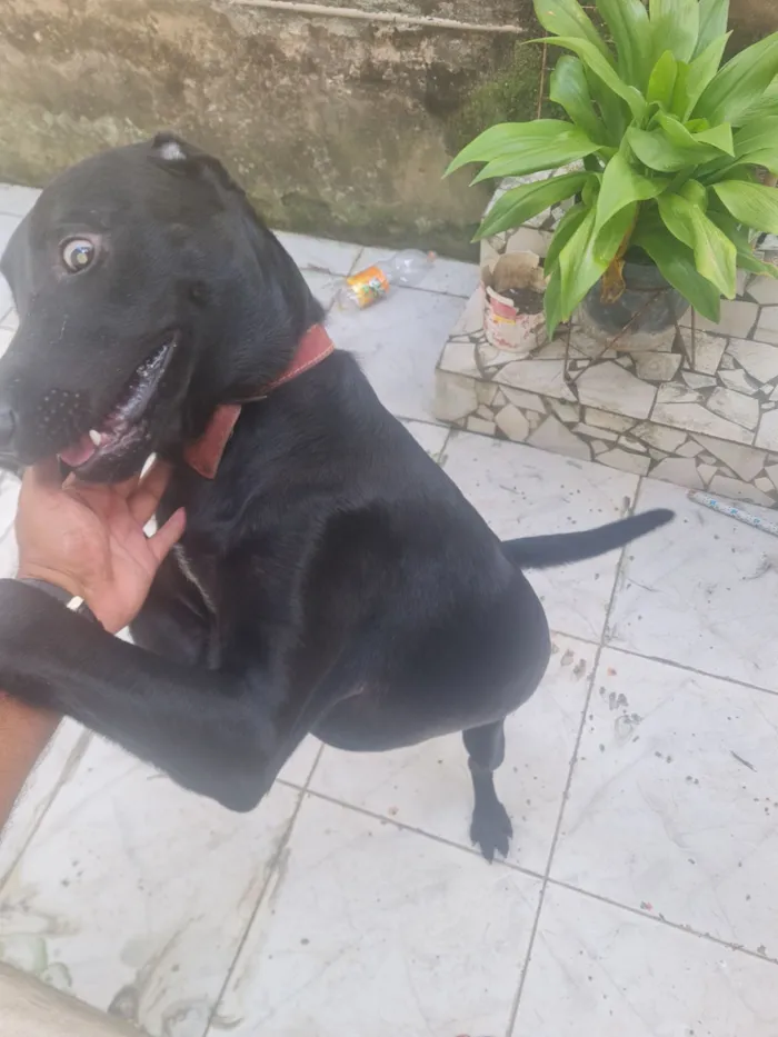 Cachorro raça SRD-ViraLata idade 1 ano nome bradock 