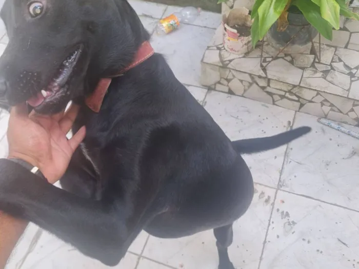 Cachorro raça SRD-ViraLata idade 1 ano nome bradock 
