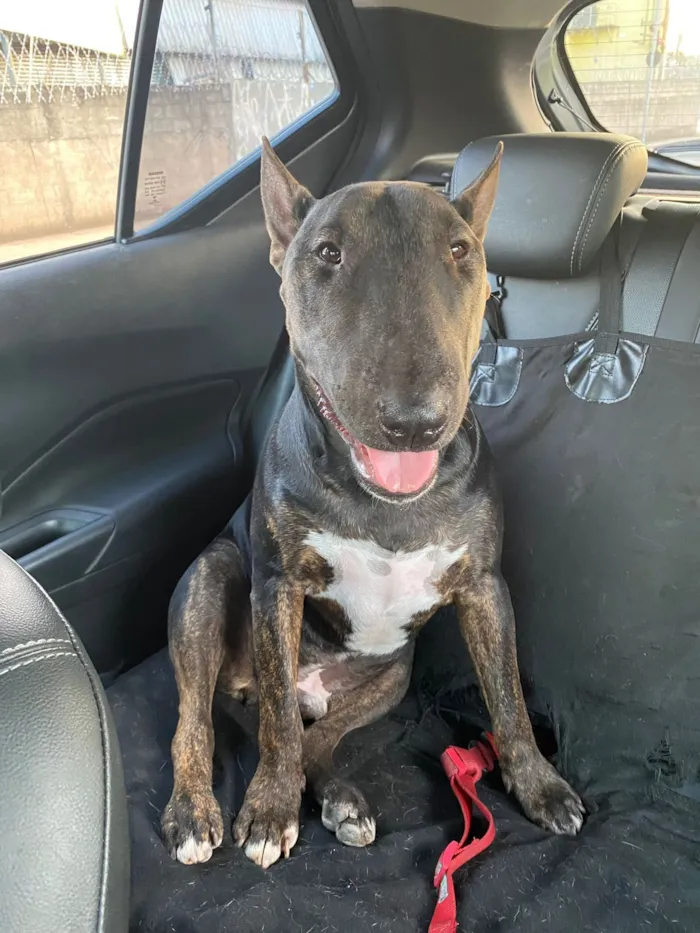 Cachorro raça Bullterrier idade 2 anos nome Jhonny