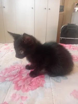 Gato raça SRD-ViraLata idade 2 a 6 meses nome Luna e filhotes 