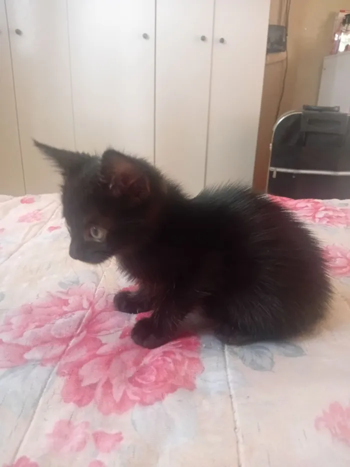 Gato raça SRD-ViraLata idade 2 a 6 meses nome Luna e filhotes 