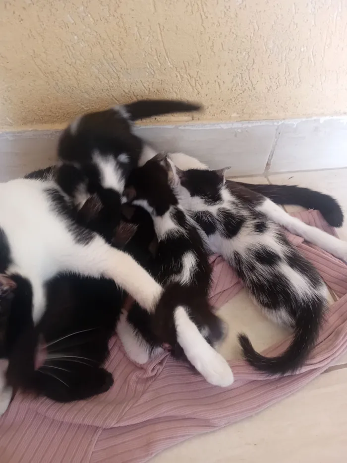 Gato raça SRD-ViraLata idade 2 a 6 meses nome Luna e filhotes 