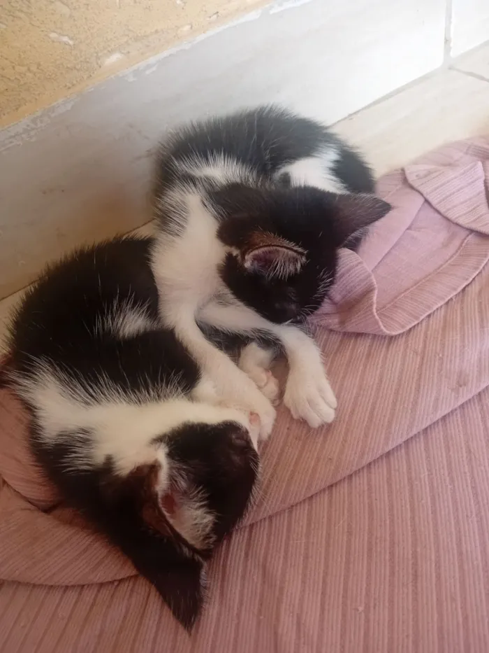 Gato raça SRD-ViraLata idade 2 a 6 meses nome Luna e filhotes 