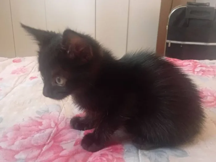 Gato raça SRD-ViraLata idade 2 a 6 meses nome Luna e filhotes 