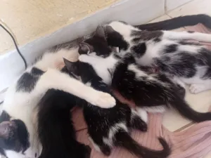 Gato raça SRD-ViraLata idade 2 a 6 meses nome Luna e filhotes 