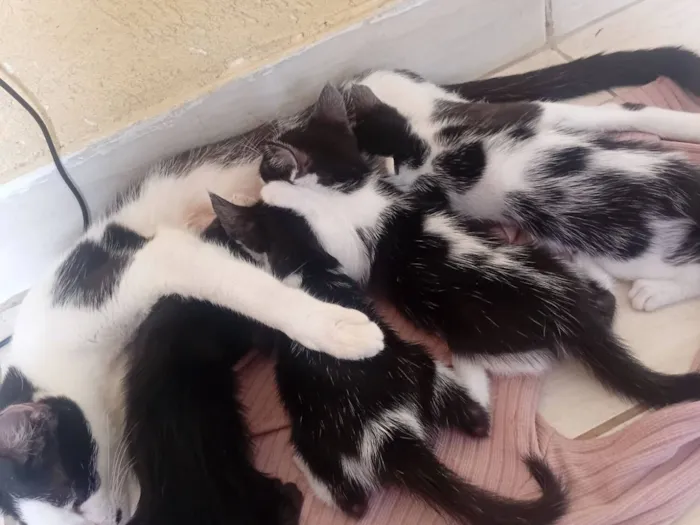 Gato raça SRD-ViraLata idade 2 a 6 meses nome Luna e filhotes 