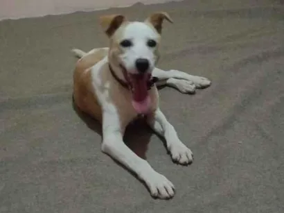 Cachorro raça SRD-ViraLata idade 7 a 11 meses nome Max 