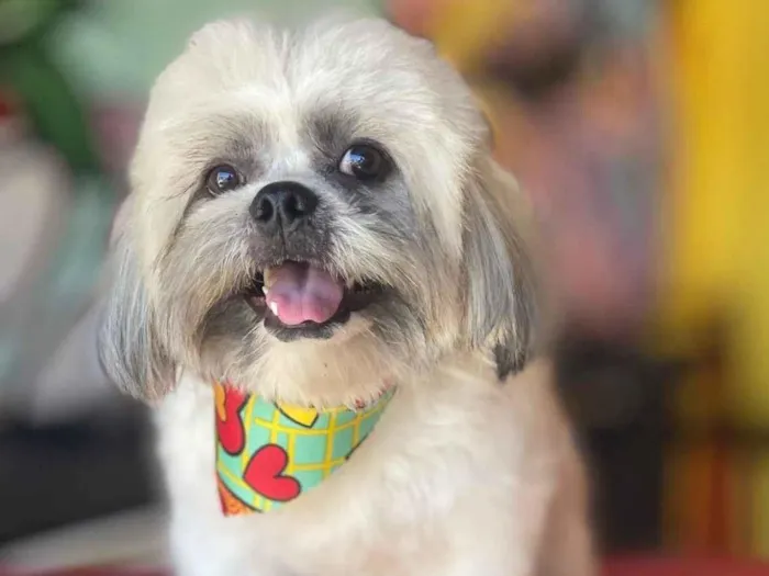 Cachorro raça Shitzu idade 1 ano nome boby