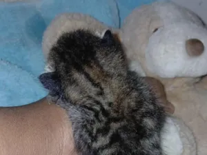 Gato raça SRD-ViraLata idade Abaixo de 2 meses nome Não tem nome ainda