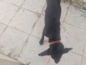 Cachorro raça SRD-ViraLata idade 1 ano nome bradock 