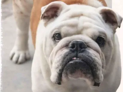 Cachorro raça Bulldog idade 4 anos nome Bruce