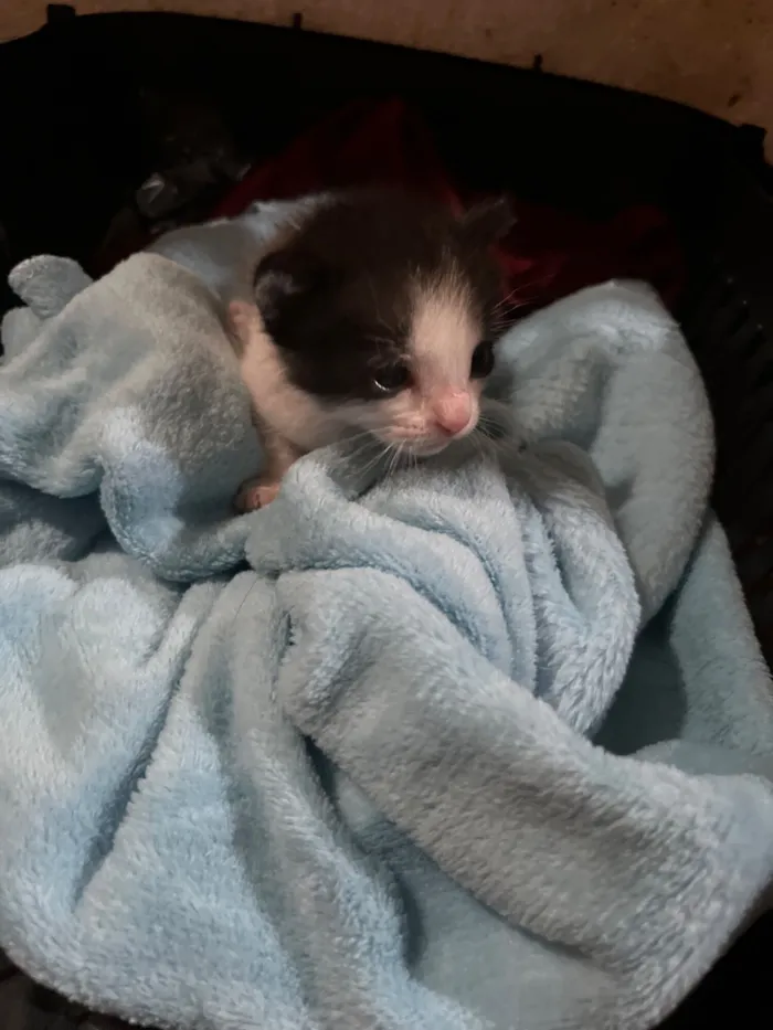 Gato raça SRD-ViraLata idade Abaixo de 2 meses nome Luna