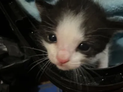 Gato raça SRD-ViraLata idade Abaixo de 2 meses nome Luna