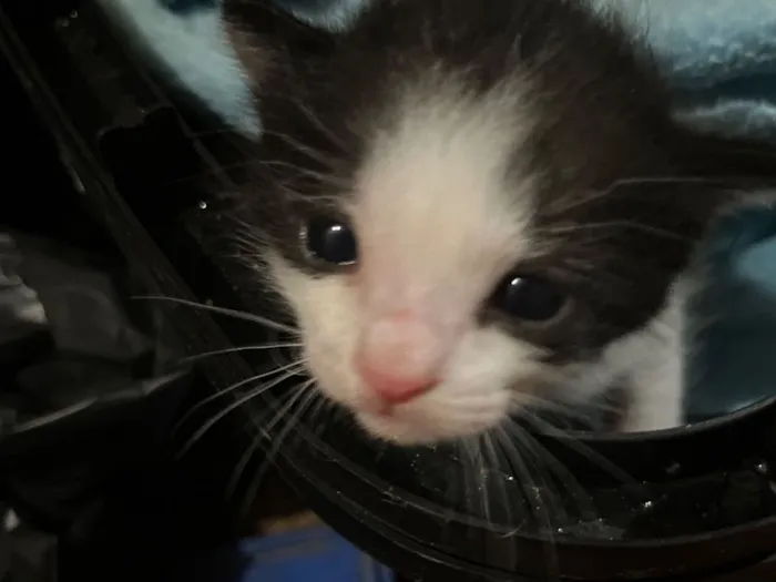 Gato raça SRD-ViraLata idade Abaixo de 2 meses nome Luna