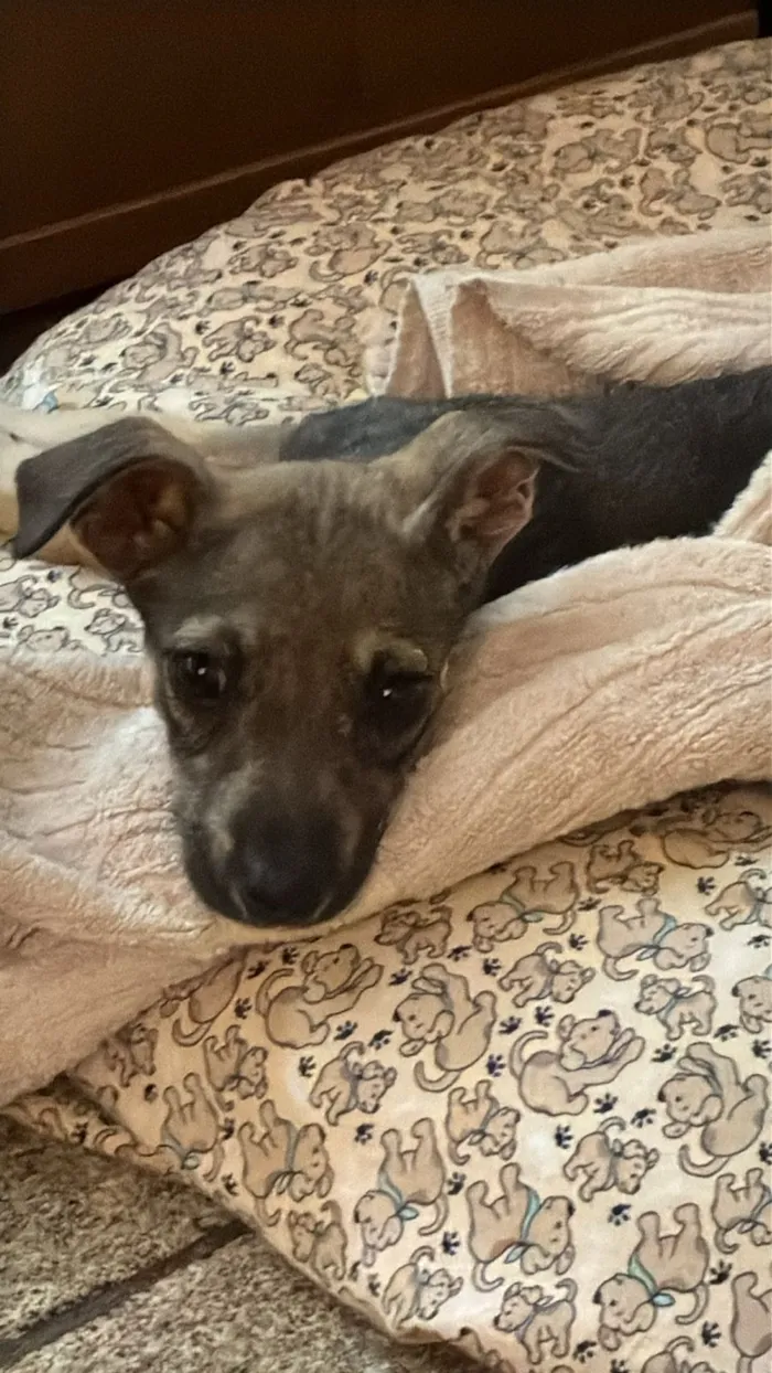 Cachorro raça SRD-ViraLata idade 2 a 6 meses nome Vitória 