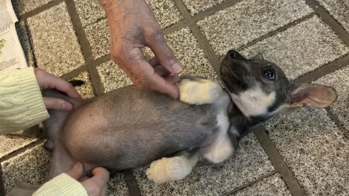 Cachorro raça SRD-ViraLata idade 2 a 6 meses nome Vitória 
