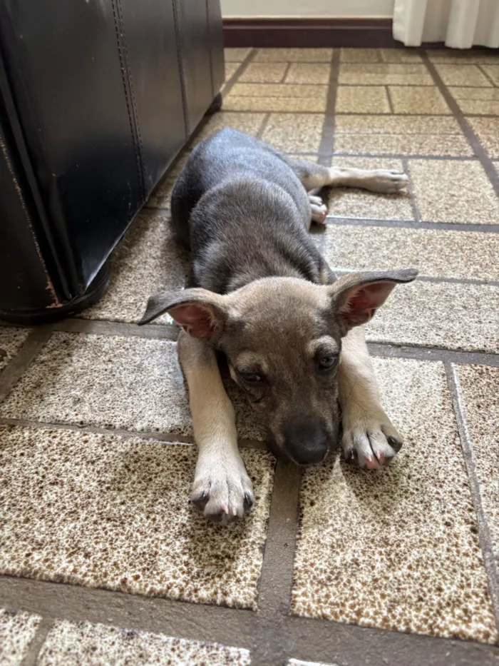 Cachorro raça SRD-ViraLata idade 2 a 6 meses nome Vitória 