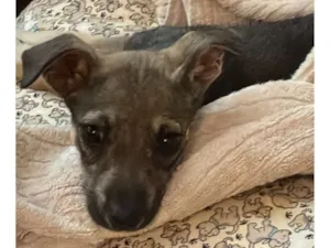 Cachorro raça SRD-ViraLata idade 2 a 6 meses nome Vitória 