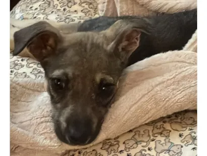 Cachorro raça SRD-ViraLata idade 2 a 6 meses nome Vitória 