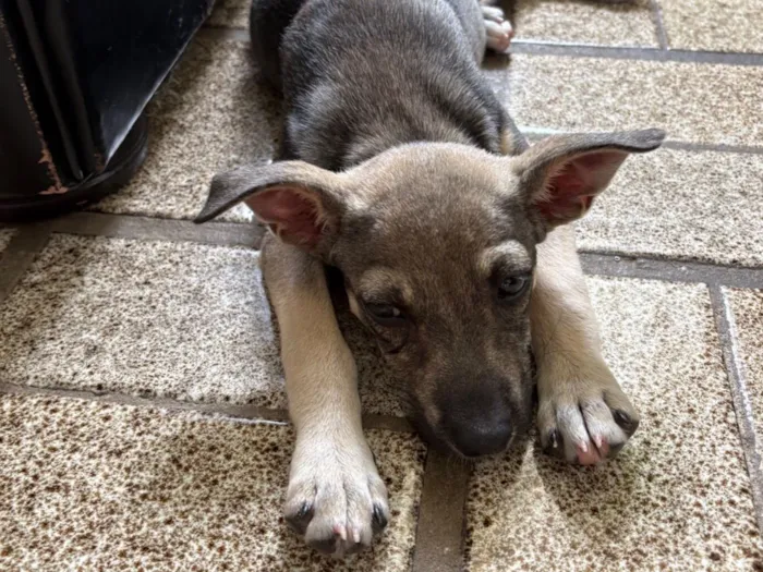 Cachorro raça SRD-ViraLata idade 2 a 6 meses nome Vitória 