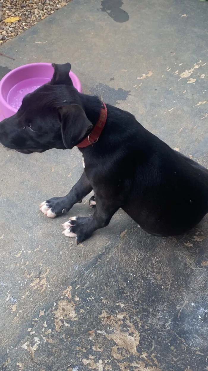 Cachorro raça Pit-Bull idade 2 a 6 meses nome Larissa da silva chagas 