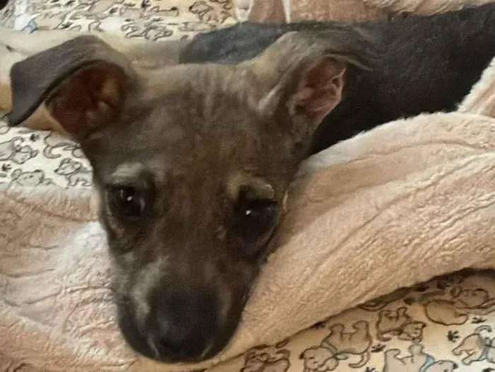 Cachorro raça SRD-ViraLata idade 2 a 6 meses nome Vitória 