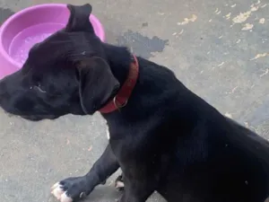 Cachorro raça Pit-Bull idade 2 a 6 meses nome Larissa da silva chagas 