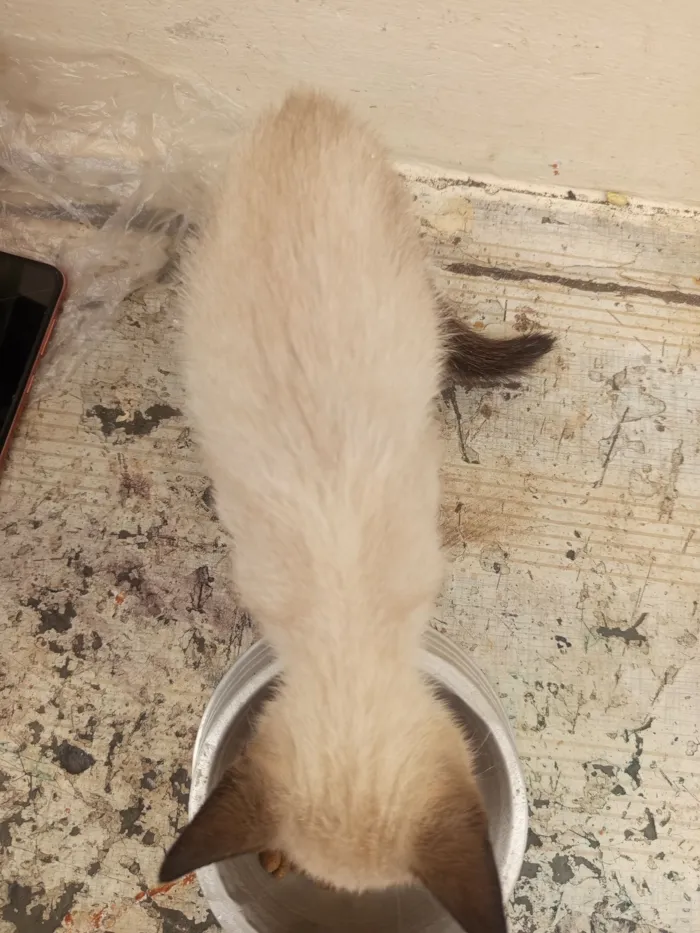 Gato raça Siamês idade Abaixo de 2 meses nome não escolhido