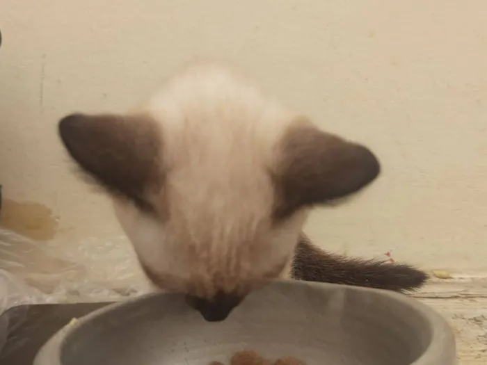 Gato raça Siamês idade Abaixo de 2 meses nome não escolhido