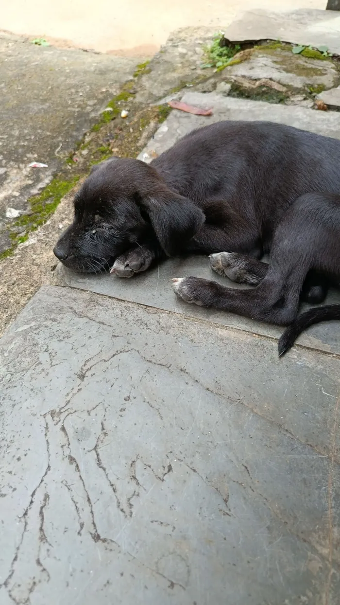 Cachorro raça Labrador idade 7 a 11 meses nome Belinha??