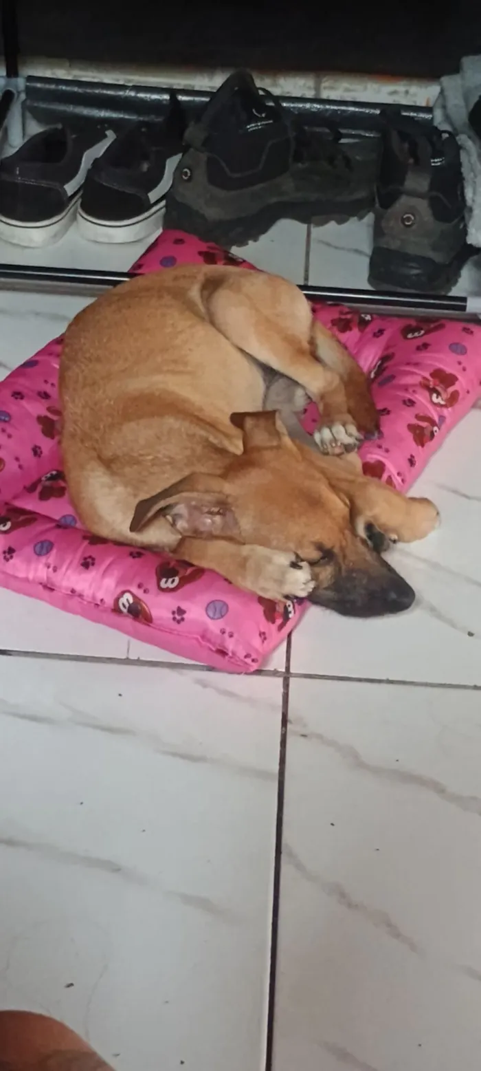 Cachorro raça SRD-ViraLata idade 1 ano nome Hope