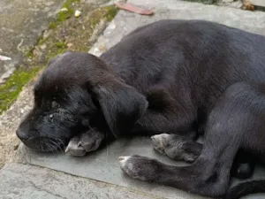 Cachorro raça Labrador idade 7 a 11 meses nome Belinha??