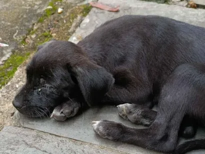 Cachorro raça Labrador idade 7 a 11 meses nome Belinha??